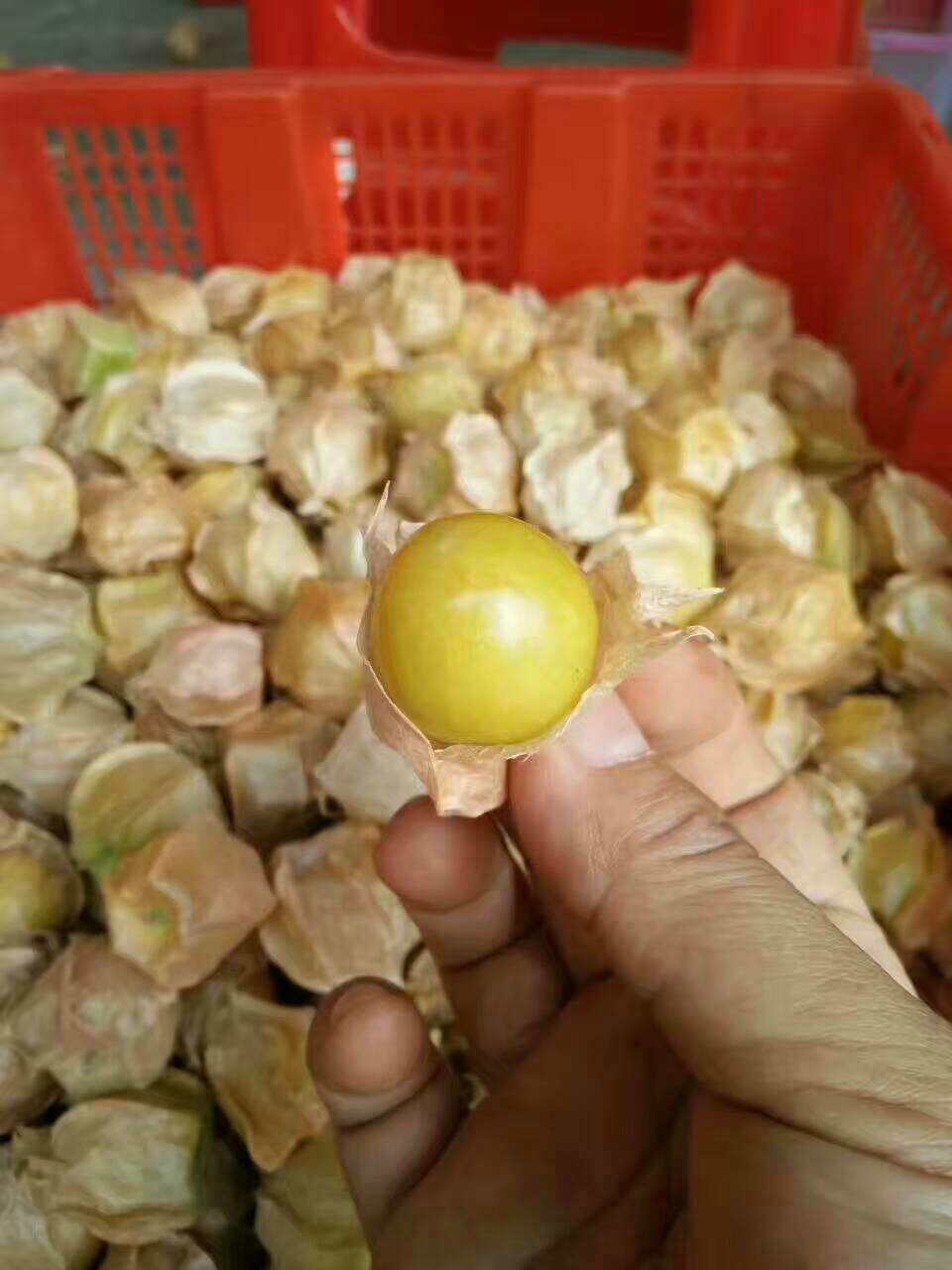 黄珠果种子